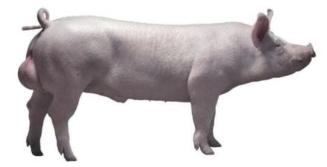 溫氏引進托佩克核心群種豬抵達昆明國際機場