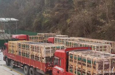 丹鳳引進531頭托佩克種豬,促進生豬復產保供