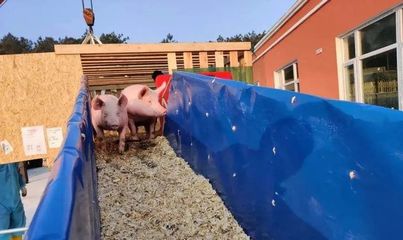 VIV青島特約丨中國種豬進口“洶涌”,產(chǎn)業(yè)格局將迎來何種變化?