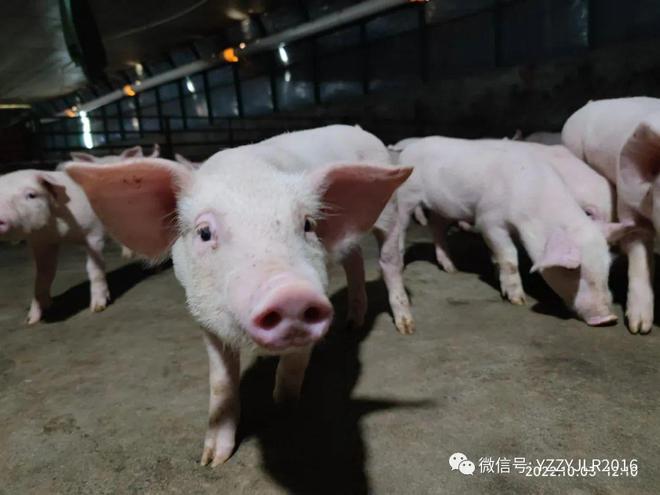 德國養(yǎng)豬人對后備母豬培育的思考