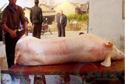 天裕托佩克:做風味豬肉企業的種豬供應鏈-畜牧人才網