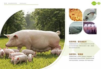 大理石花紋的上海本土豬肉,何以能燒出小時候的濃郁香氣?_美食_網