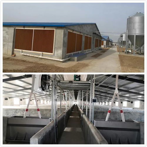 信陽鎮集體增收項目 規模化生豬養殖基地交付使用