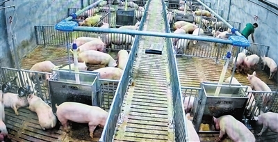 樂東生豬養殖托起“新希望”