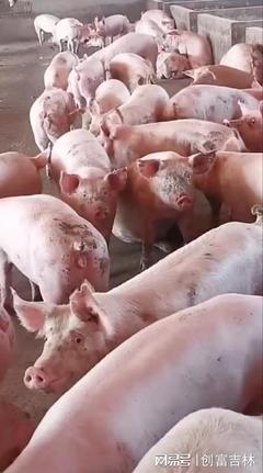 公主嶺市久嘉種豬繁育