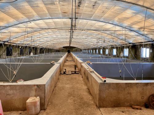 養蝦年年成功 自主設計 跑道養蝦 ,產量30斤 方,他是怎么做到的