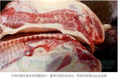 天裕托佩克:做風味豬肉企業的種豬供應鏈-畜牧人才網