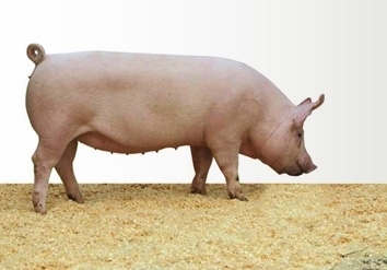 母系母本A系母豬|產(chǎn)品中心|托佩克種豬(中國(guó))|搜豬網(wǎng)_中國(guó)生豬預(yù)警網(wǎng)企業(yè)空間