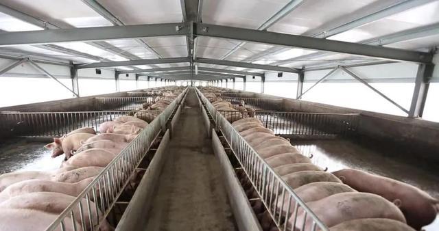 “金獎(jiǎng)”背后--上海松林食品(集團(tuán))董事長(zhǎng)王龍欽