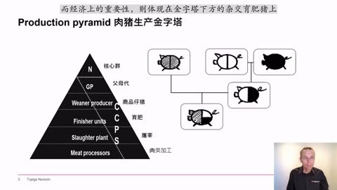 托佩克種豬gpgs峰會(huì)雜交豬的性能純種豬的性能