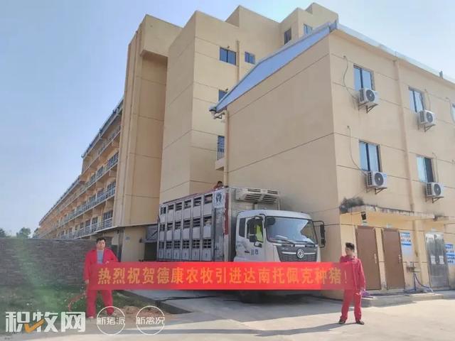 德康集團(tuán)引種達(dá)南托佩克種豬