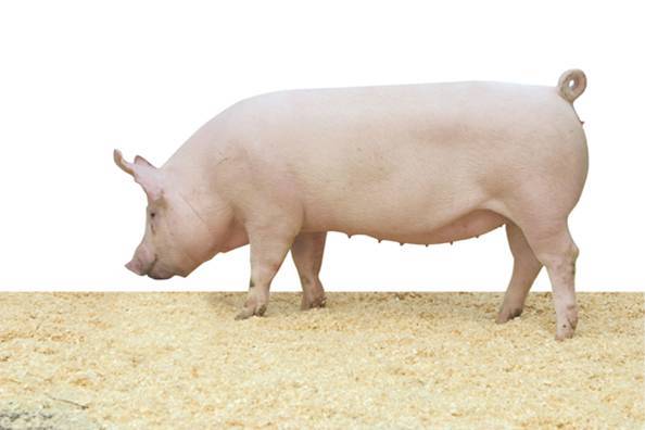 托佩克種豬的核心價值