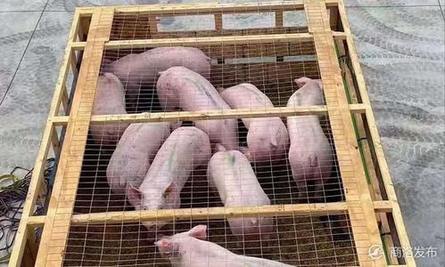 丹鳳引進(jìn)531頭托佩克種豬,促進(jìn)生豬復(fù)產(chǎn)保供