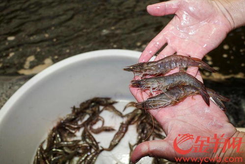 沿著高速看中國 廣東 丨一起到湛江來當(dāng) 逮蝦戶 吧