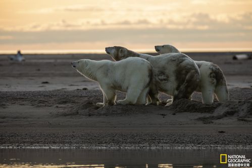地球上觀賞野生北極熊的最佳地點