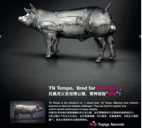 溫氏集團再次引進托佩克核心群種豬