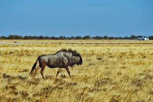 納米比亞 永遠有多遠,非洲魔幻之地 首都溫的和克 埃托沙國家野生公園