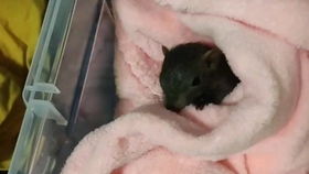 fine 移動圣泉拉塔托斯克全續航裝