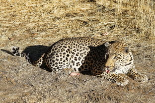 納米比亞 永遠有多遠,非洲魔幻之地 首都溫的和克 埃托沙國家野生公園