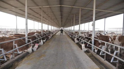 肉牛產業 畜 勢勃發 農民致富 犇 頭十足