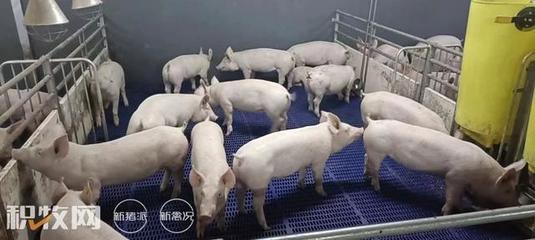 牧原股份引種達南托佩克種豬