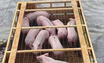 丹鳳引進531頭托佩克種豬,促進生豬復產保供