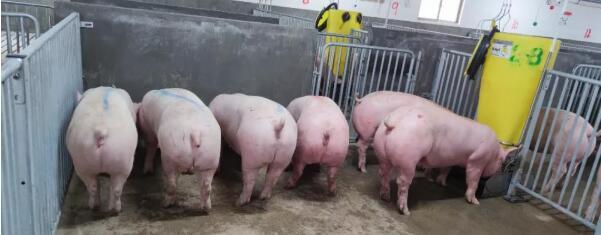 溫氏引進(jìn)托佩克核心群種豬抵達(dá)昆明國(guó)際機(jī)場(chǎng)