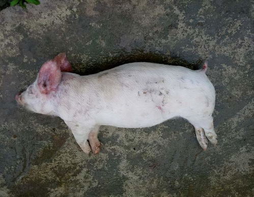 仔豬嘔吐是什么原因 仔豬嘔吐不吃食怎么辦 這四點(diǎn)我們要重視