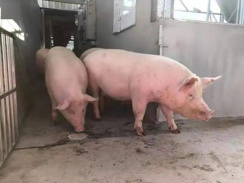 年供1.8萬(wàn)頭 4月動(dòng)土9月驗(yàn)收12月進(jìn)場(chǎng) 1700頭原種豬隔離檢疫完成