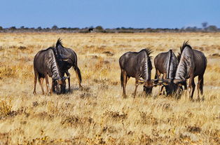 納米比亞 永遠(yuǎn)有多遠(yuǎn),非洲魔幻之地 首都溫的和克 埃托沙國(guó)家野生公園