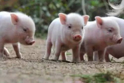 勿將生豬市場(chǎng) 保供政策 理解為 托價(jià)政策