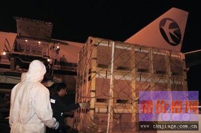 青島千頭豬“飛”來傳宗接代-豬價格網