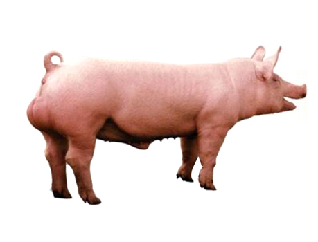 托佩克E系終端公豬