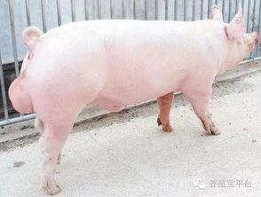 從大山走向世界,他的種豬贏在哪里