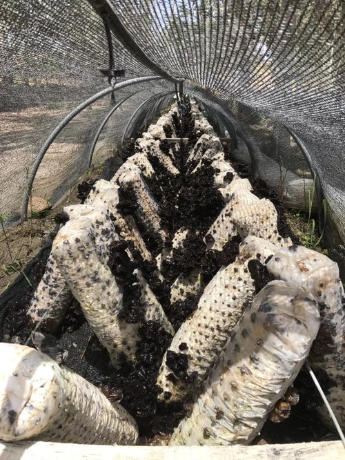 原來亞歐博覽會的亮點在這 快來看