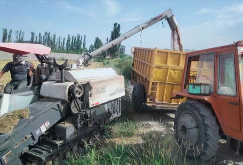 溫宿縣托萬克托甫汗村 麥浪滾滾穗飄香 機聲隆隆收獲忙