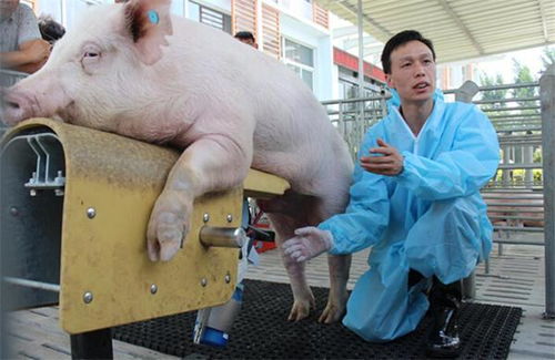 外購種豬,別再讓這些誤區(qū)忽悠了