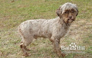 可愛搞笑的寵物狗圖片