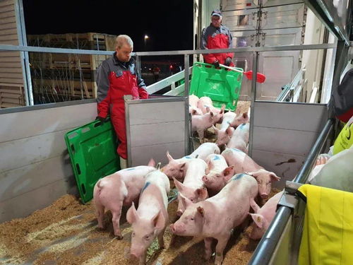 年供1.8萬頭 4月動土9月驗收12月進(jìn)場 1700頭原種豬隔離檢疫完成