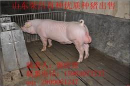 長白種豬供應(yīng)信息 長白種豬批發(fā) 長白種豬價格 找長白種豬產(chǎn)品上