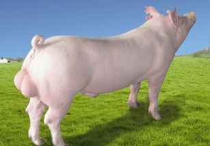 十分聰慧,下不了臺的時候總可以奇妙化解的生肖女