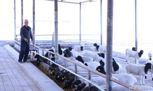 新和縣塔木托格拉克鄉(xiāng) 村民特色羊養(yǎng)殖 鋪就增收致富路