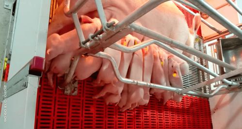 種豬 芯 動力 2020河南豐源和普引進(jìn)3300頭曾祖代原種豬 助力行業(yè)高質(zhì)量復(fù)產(chǎn)