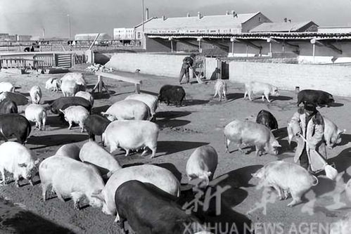 內(nèi)蒙古,1960 年