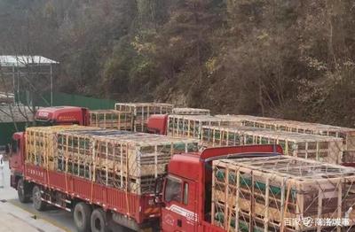 丹鳳引進(jìn)531頭托佩克種豬,促進(jìn)生豬復(fù)產(chǎn)保供