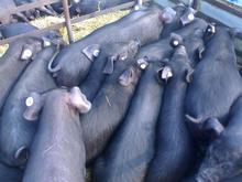 d蕪湖最新查詢黑豬價(jià)格黑豬報(bào)價(jià)黑豬價(jià)格最新查詢 價(jià)格 面議 頭 江蘇大型種豬場(chǎng) 價(jià)格庫(kù)