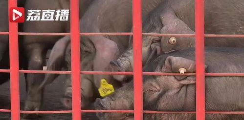 22頭豬豬坐車去拉薩,300斤蘋果路上吃 它們有個(gè)使命