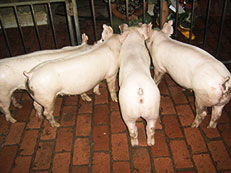 新大牧業(yè)豬e網(wǎng)專題 河南種豬場(chǎng) 新大種豬 新美系種豬 新美系杜洛克