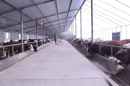 發(fā)展壯大牛產(chǎn)業(yè) 助力鄉(xiāng)村振興