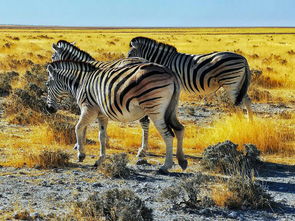 納米比亞 永遠(yuǎn)有多遠(yuǎn),非洲魔幻之地 首都溫的和克 埃托沙國(guó)家野生公園